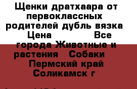 Щенки дратхаара от первоклассных  родителей(дубль вязка) › Цена ­ 22 000 - Все города Животные и растения » Собаки   . Пермский край,Соликамск г.